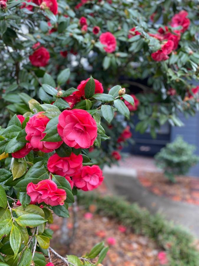 Carriage House 2 Bdrm At Camellia Cottages In Historic Summerville, Sc Exteriér fotografie